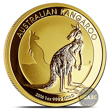 australian gold kangaroo image
